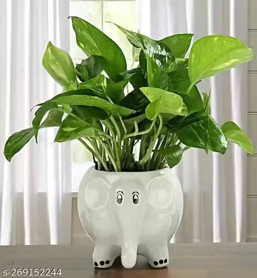 White Baby Elephant Ceramic Indoor Planter Pot
